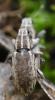 Sitona sp.